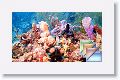 Day3 Dive4 Caye des Boucaniers * (32 Slides)